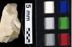 Foto (Detailansicht) von Nodoprosopon ornatum (Meyer, 1842) (NHMW-GEO-1990-0041-0061)